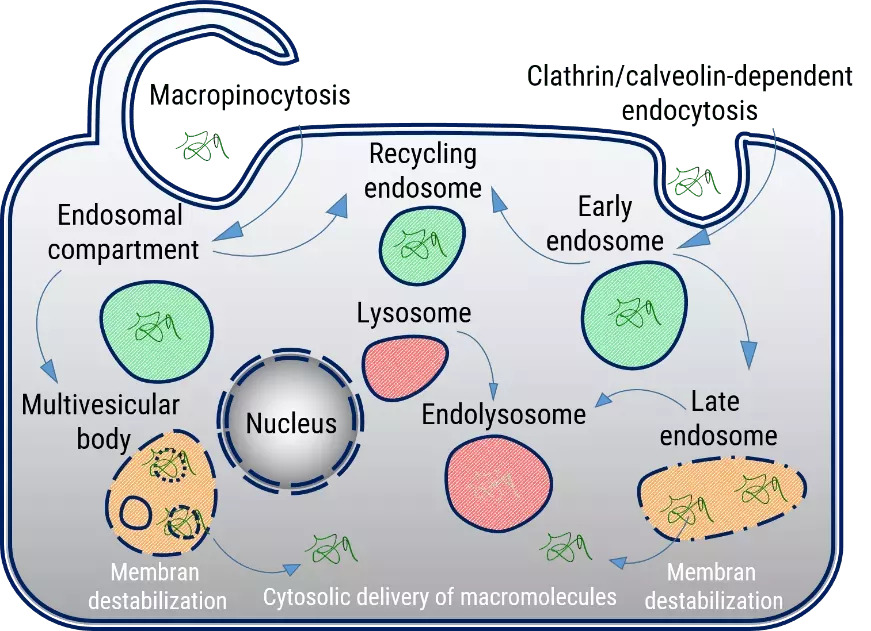 Endosomale Freisetzung