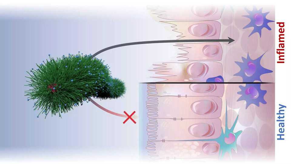 Wechselwirkung von Nanostrukturen mit Gewebe